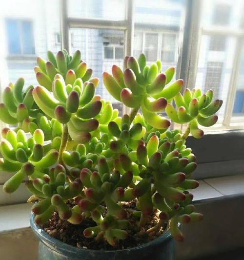 姬玉露花语是什么？这种植物的花语有何寓意？