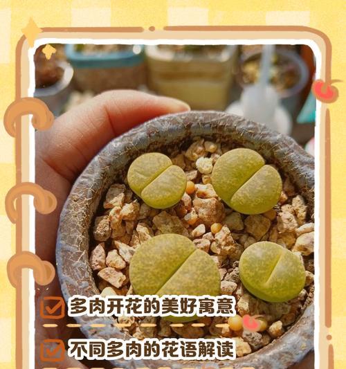 姬玉露花语是什么？这种植物的花语有何寓意？