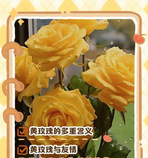 玫瑰代表什么花语？不同颜色玫瑰的含义有何不同？