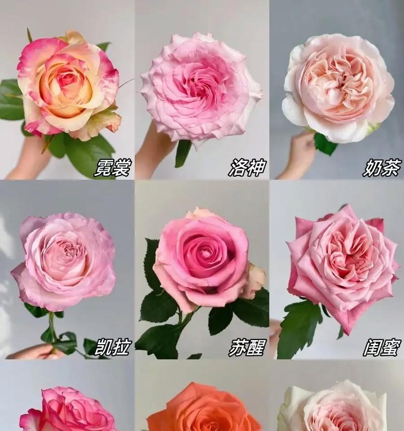 玫瑰代表什么花语？不同颜色玫瑰的含义有何不同？