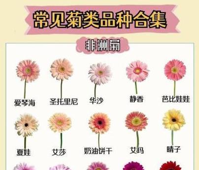 秋日花语菊花有何特别？菊花在秋天的花语是什么？