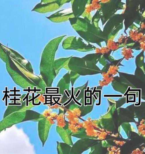 花语大全桂花包含哪些？桂花的花语有何深意？