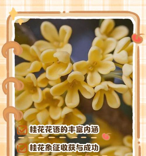 花语大全桂花包含哪些？桂花的花语有何深意？