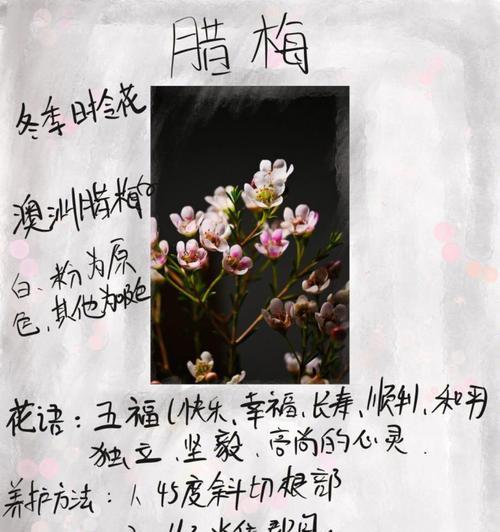 干腊梅花语是什么？腊梅在花语中象征着什么？