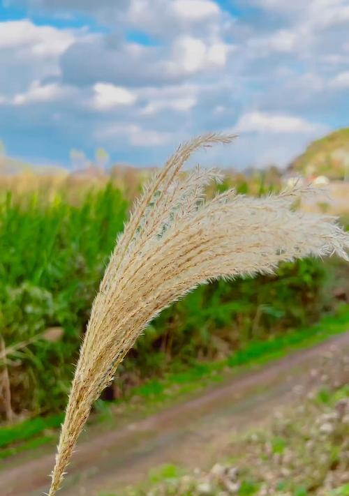 芦苇花束花语有何寓意？芦苇花束代表了什么情感？