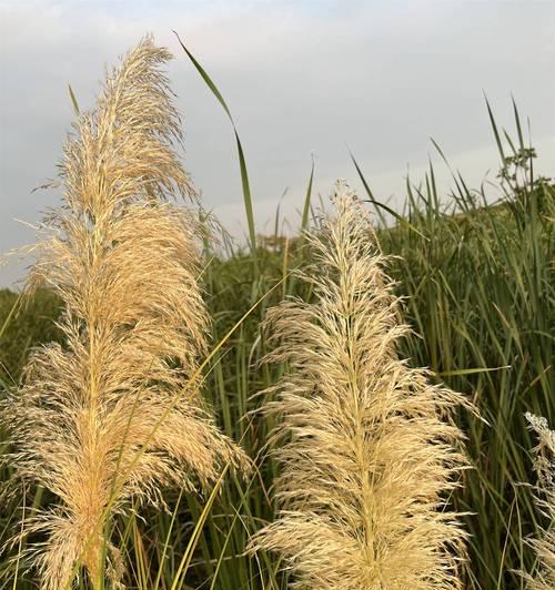 芦苇花束花语有何寓意？芦苇花束代表了什么情感？