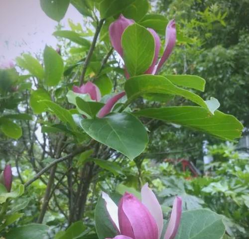 紫玉兰花语是什么？紫玉兰在花语中有什么特别含义？