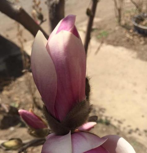 紫玉兰花语是什么？紫玉兰在花语中有什么特别含义？