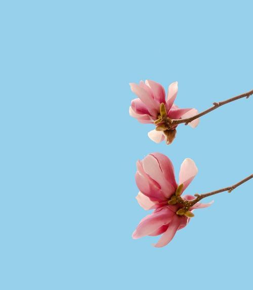 紫玉兰花语是什么？紫玉兰在花语中有什么特别含义？