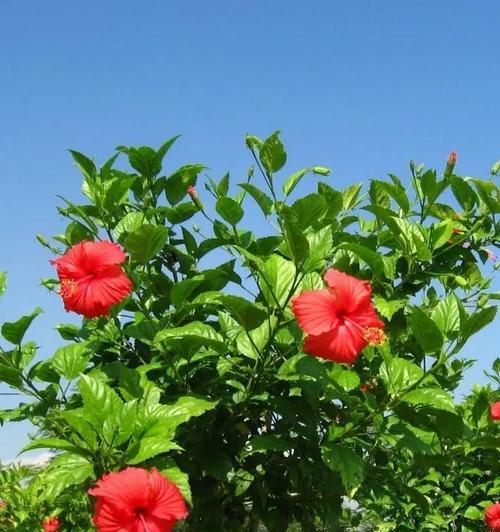 日本朱槿花语有何不同？朱槿在日本文化中的花语是什么？