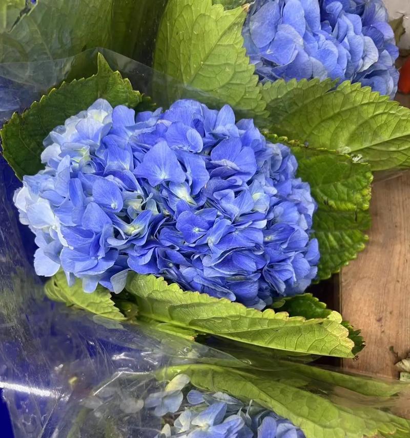 开业花语绣球代表什么？绣球花在开业场合的寓意是什么？