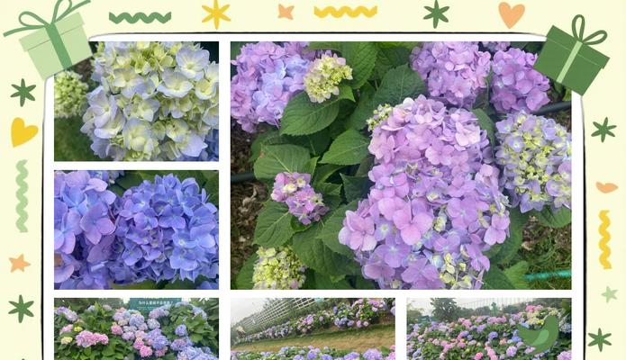 开业花语绣球代表什么？绣球花在开业场合的寓意是什么？