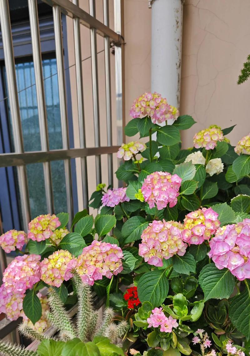 开业花语绣球代表什么？绣球花在开业场合的寓意是什么？
