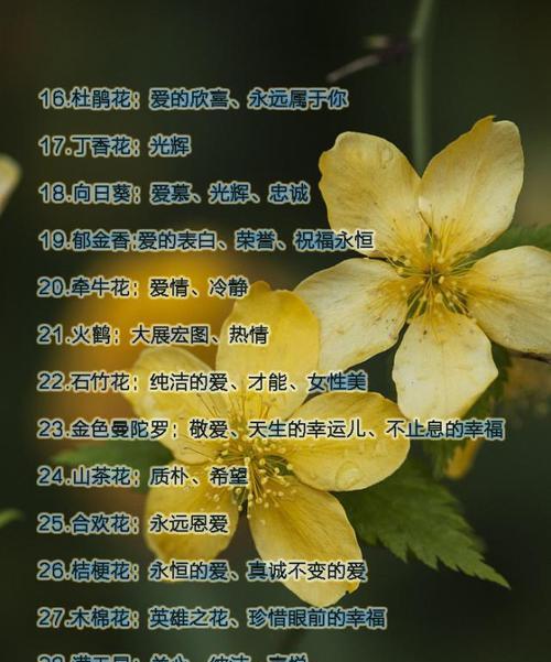 马约兰花语是什么？马约兰在花语中象征着什么？