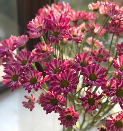 斑纹小菊花语是什么？如何表达爱意？