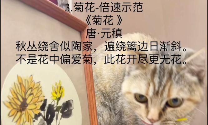 斑纹小菊花语是什么？如何表达爱意？