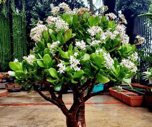 玉树绿植的花语代表什么？养护技巧有哪些？
