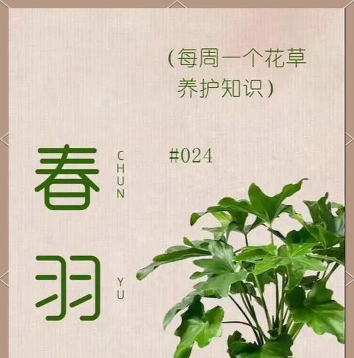 玉树绿植的花语代表什么？养护技巧有哪些？