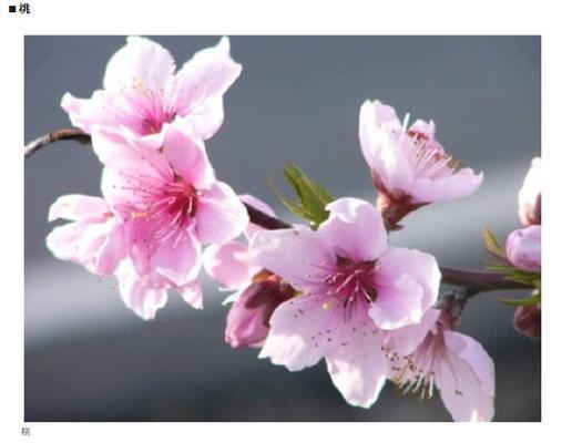 樱花的花语用日语怎么说？日本文化中的含义是什么？