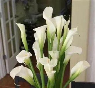 倒地铃花语有何寓意？种植和护理方法是什么？