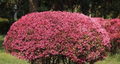 倒地铃花语有何寓意？种植和护理方法是什么？