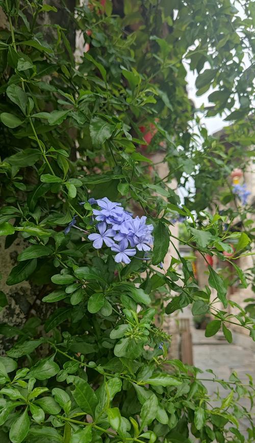 白花丹花语是什么？它的象征意义有哪些？