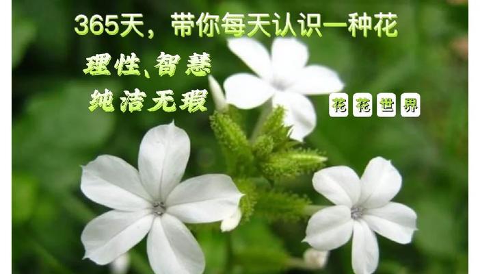 白花丹花语是什么？它的象征意义有哪些？