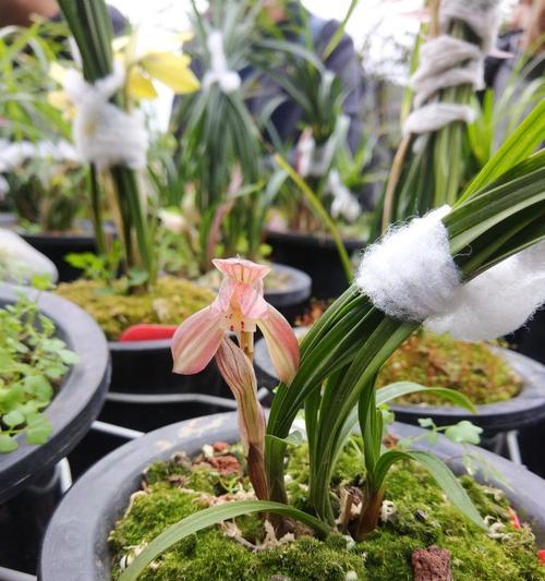 古蔺兰花的花语是什么？如何养护古蔺兰？