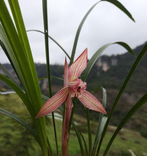 古蔺兰花的花语是什么？如何养护古蔺兰？