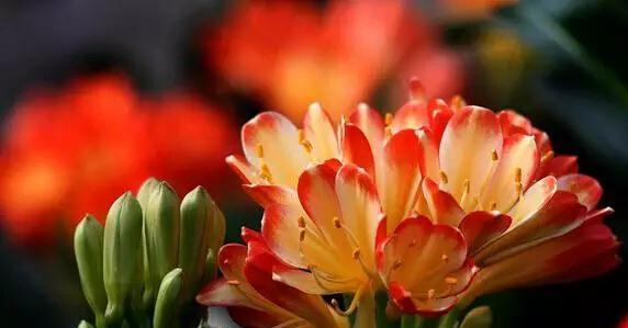 古蔺兰花的花语是什么？如何养护古蔺兰？