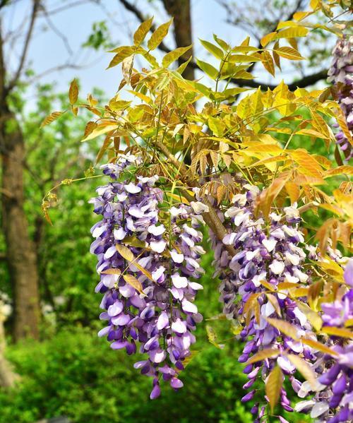 绿色藤花的花语有哪些？种植技巧是什么？