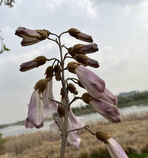 樱花花语的起源是什么？在日本文化中的地位如何？