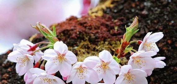 樱花花语的起源是什么？在日本文化中的地位如何？