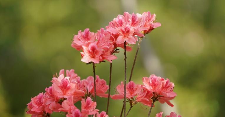 树上开花的花语是什么？如何欣赏树上花卉？