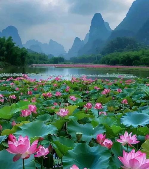 6月荷花的花语是什么？荷花的象征意义有哪些？