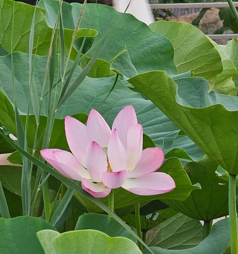 6月荷花的花语是什么？荷花的象征意义有哪些？