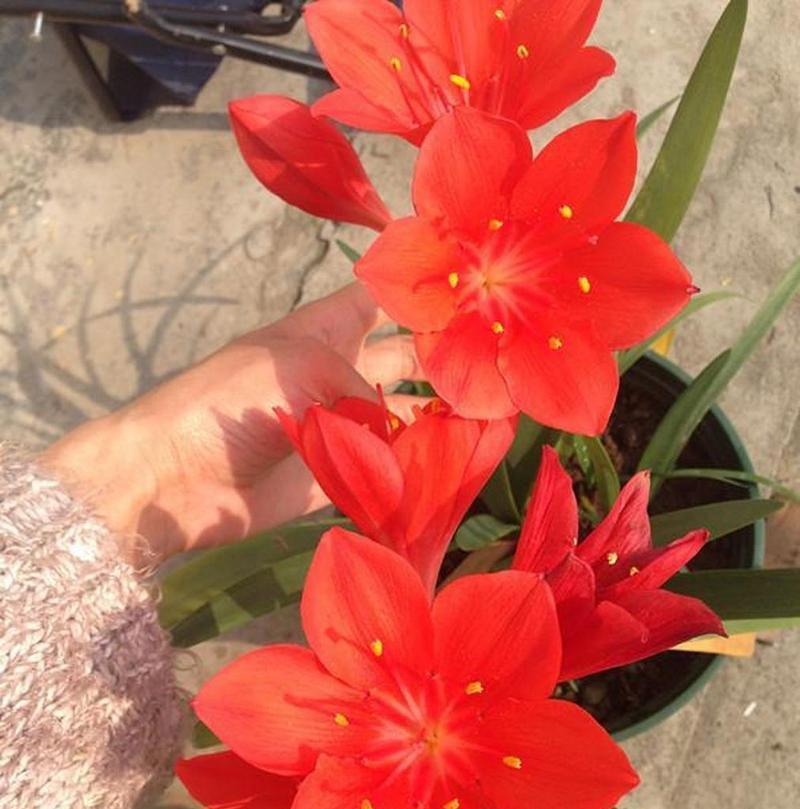 紫根兰花的花语是什么？如何养护紫根兰？