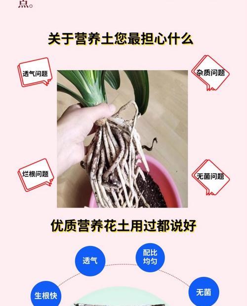 紫根兰花的花语是什么？如何养护紫根兰？