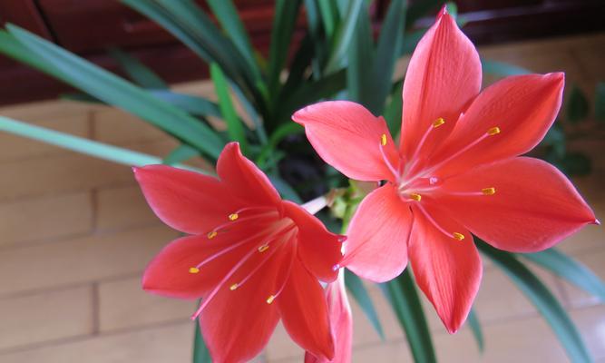 紫根兰花的花语是什么？如何养护紫根兰？
