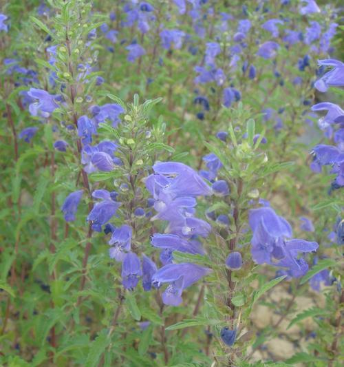 青兰花的花语有哪些？它的生长环境是什么？