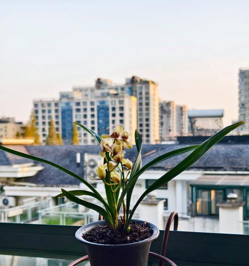 青兰花的花语有哪些？它的生长环境是什么？