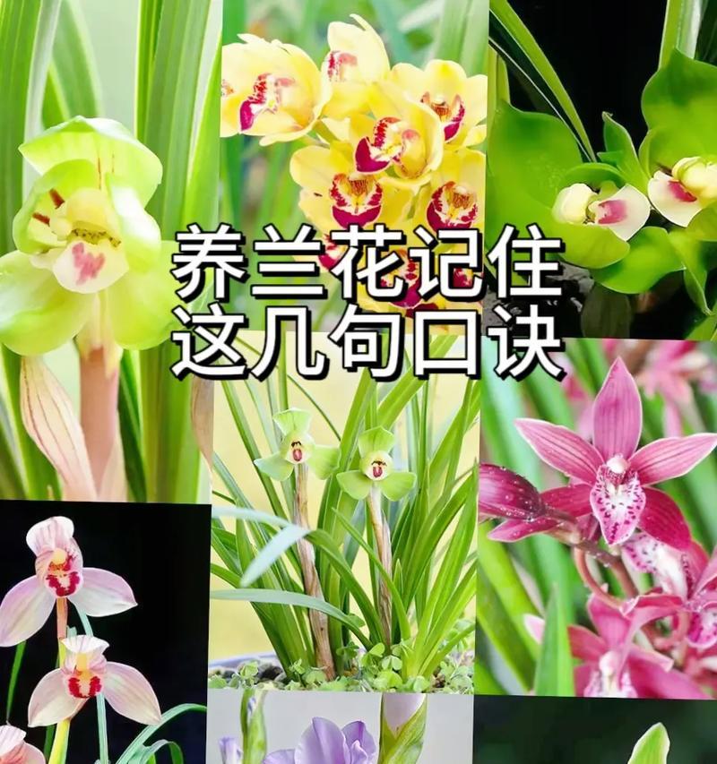 青兰花的花语有哪些？它的生长环境是什么？