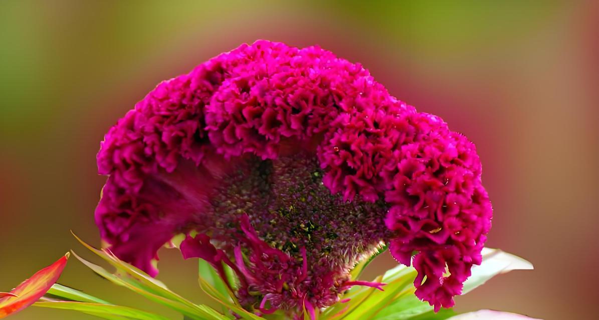 冬天开花的花语是什么？冬季花卉的养护要点有哪些？