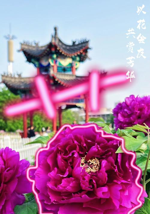 高洁牡丹的花语是什么？牡丹在中国文化中的地位如何？