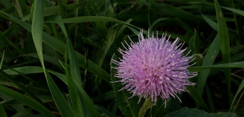 花叶硌石花语是什么？如何理解其深层含义？