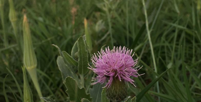花叶硌石花语是什么？如何理解其深层含义？
