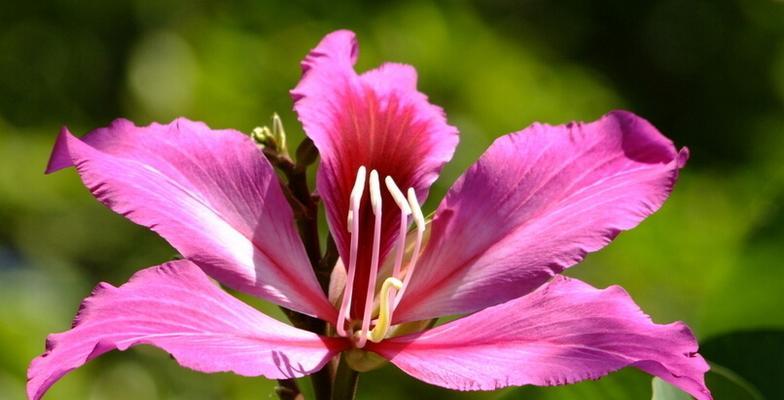 花叶硌石花语是什么？如何理解其深层含义？