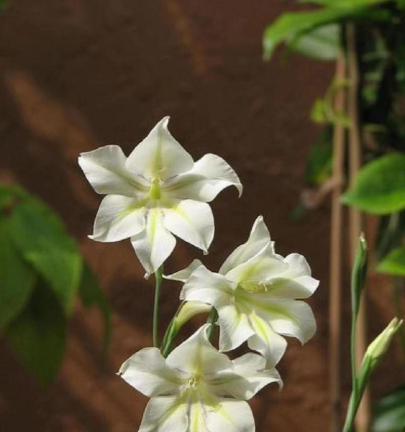 花语鲜花盆栽有哪些独特之处？如何挑选合适的品种？