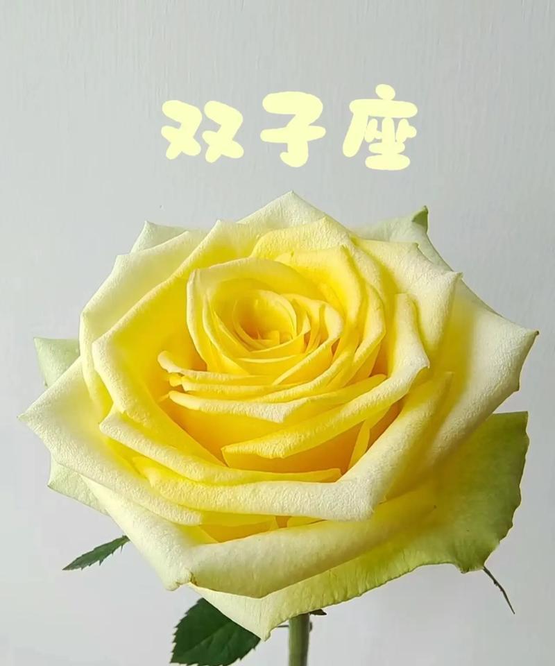 花语鲜花盆栽有哪些独特之处？如何挑选合适的品种？