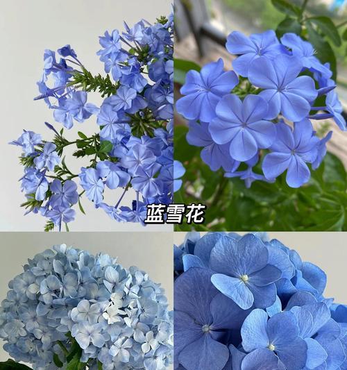花语鲜花盆栽有哪些独特之处？如何挑选合适的品种？